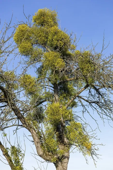 Framed Print : Mistletoe on Fruit Tree Print, Baden-Wurttemberg, Germany Framed Print : Mistletoe on Fruit Tree Print, Baden-Wurttemberg, Germany