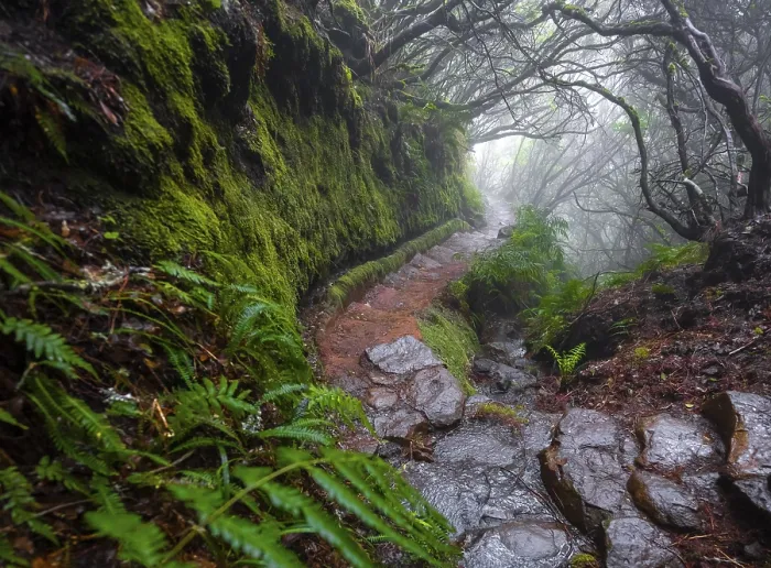 Framed Print : Misty Levada Trail Print, Madeira, Portugal Framed Print : Misty Levada Trail Print, Madeira, Portugal