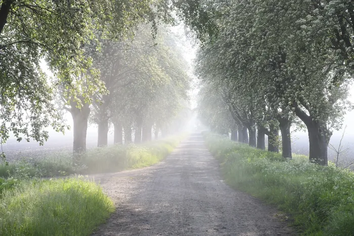 Framed Print : Misty Morning Path Print, Bohmte, Germany