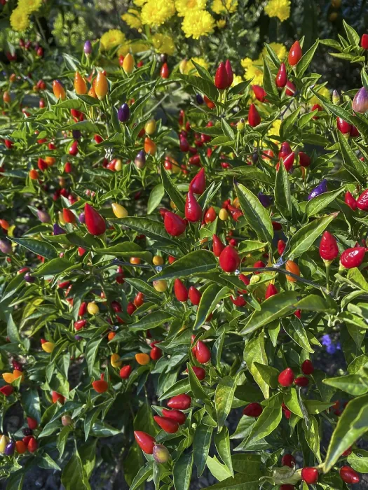 Framed Print : Mixed Colored Chilli Peppers on Tree Print Framed Print : Mixed Colored Chilli Peppers on Tree Print