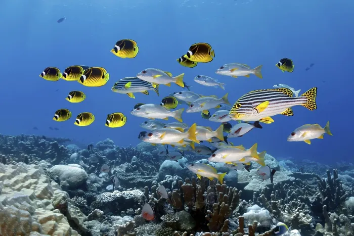 Framed Print : Mixed School of Fish Print, Great Barrier Reef, Australia Framed Print : Mixed School of Fish Print, Great Barrier Reef, Australia