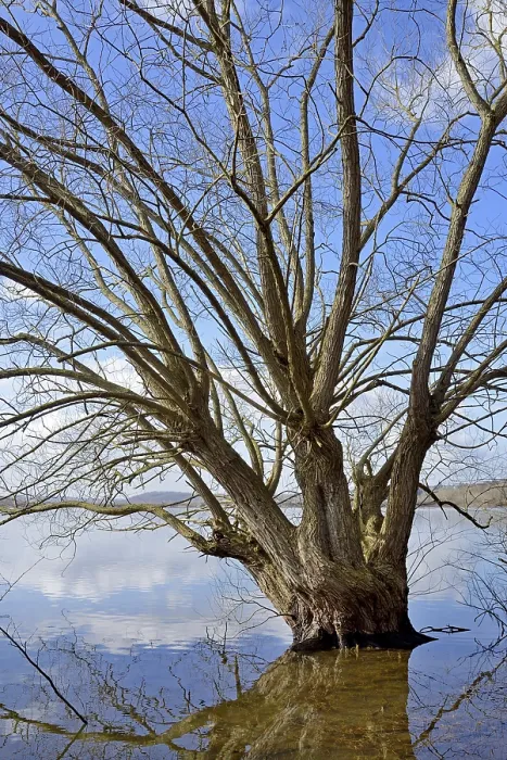 Framed Print : Mohnesee Deciduous Tree Print, Germany Framed Print : Mohnesee Deciduous Tree Print, Germany