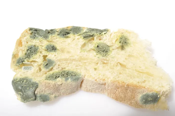 Framed Print : Moldy Bread Print Framed Print : Moldy Bread Print