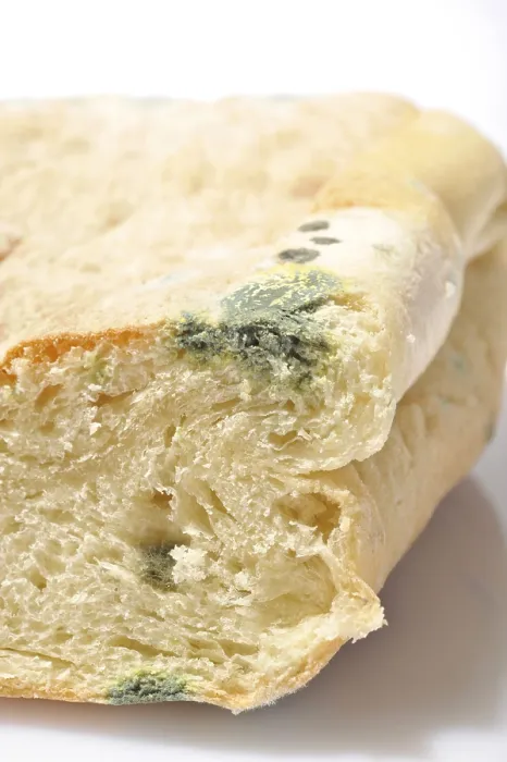 Framed Print : Moldy Bread Print Framed Print : Moldy Bread Print