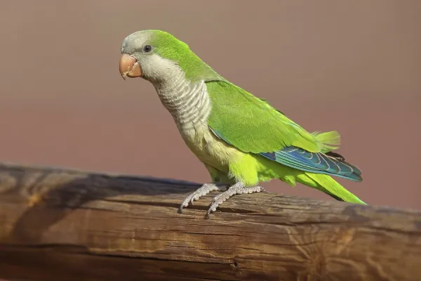 Monk Parakeet Print, Fuerteventura, Canary Art Prints