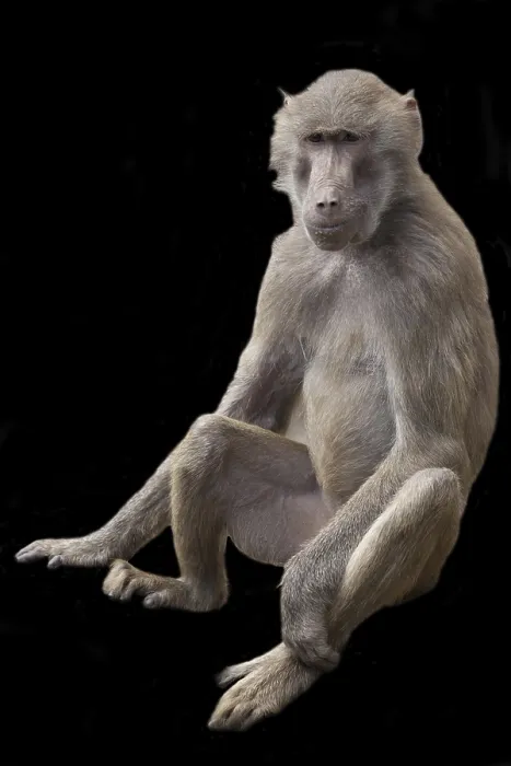 Framed Print : Monkey Print on Black Background Framed Print : Monkey Print on Black Background