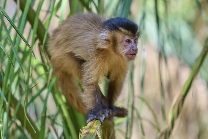 Framed Print : Capuchin Monkey in the Pantanal, Mato Grosso, Brazil Print Framed Print : Capuchin Monkey in the Pantanal, Mato Grosso, Brazil Print
