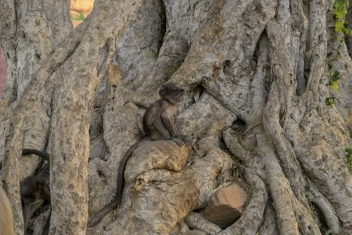 Framed Print : A Monkey on Tree Trunk Print, Jodhpur, India Framed Print : A Monkey on Tree Trunk Print, Jodhpur, India