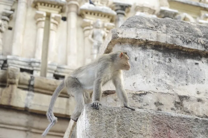 Framed Print : Monkey on Stone Wall Print, Hampi, India