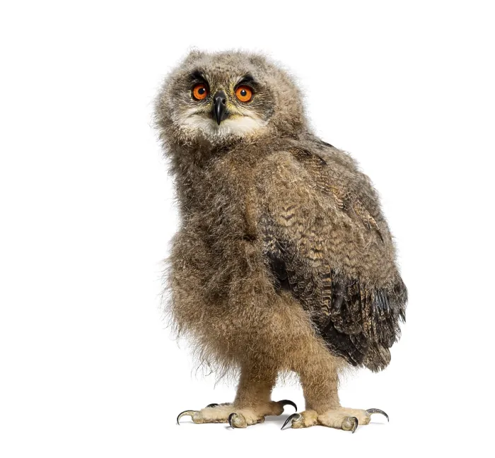 Framed Print : One Month Eurasian Eagle-Owl Chick Print, Bubo bubo Framed Print : One Month Eurasian Eagle-Owl Chick Print, Bubo bubo