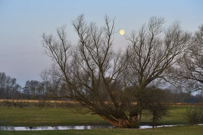 Framed Print : Full Moon over Ancient Tree Print, Wesel Germany Framed Print : Full Moon over Ancient Tree Print, Wesel Germany