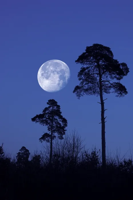 Framed Print : Moonlit Scene: Print of Moon behind Pines Framed Print : Moonlit Scene: Print of Moon behind Pines