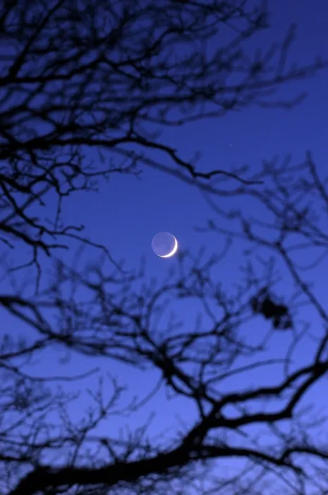 Framed Print : Moonlight through Winter Branches Print Framed Print : Moonlight through Winter Branches Print