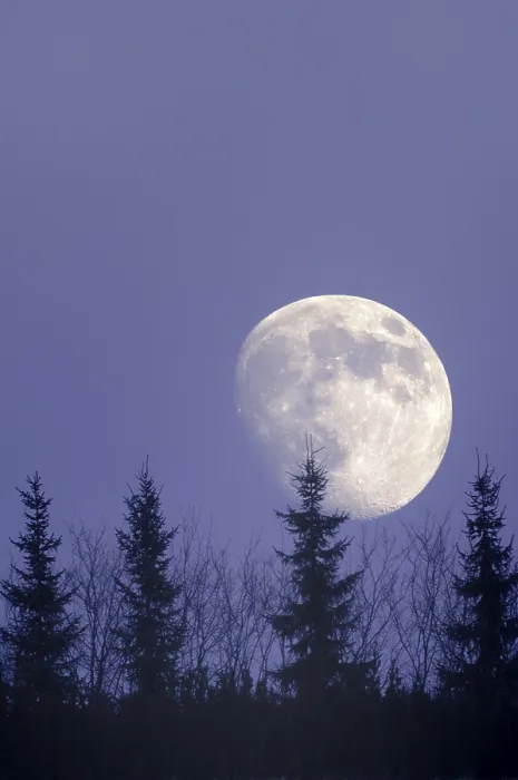 Framed Print : Moon behind trees Print, Germany Framed Print : Moon behind trees Print, Germany