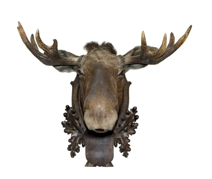 Framed Print : Moose Stuffed Head Print on White Background Framed Print : Moose Stuffed Head Print on White Background