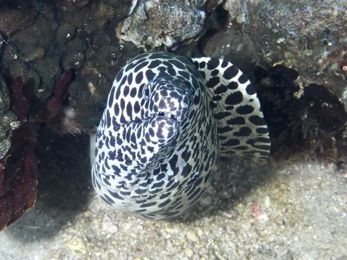 Framed Print : Giant Reticulated Moray Eel Print Framed Print : Giant Reticulated Moray Eel Print