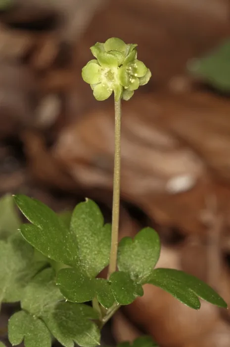 Framed Print : Moschatel (Adoxa moschatellina) Print, Baden-Wurttemberg, Germany Framed Print : Moschatel (Adoxa moschatellina) Print, Baden-Wurttemberg, Germany