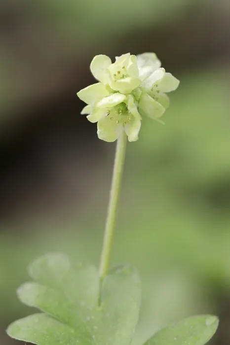 Framed Print : Moschatel (Adoxa moschatellina) Print, Germany Framed Print : Moschatel (Adoxa moschatellina) Print, Germany