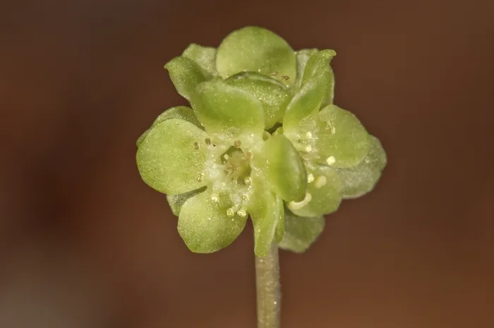 Framed Print : Moschatel (Adoxa moschatellina) Print, Germany Framed Print : Moschatel (Adoxa moschatellina) Print, Germany
