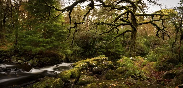 Framed Print : Moss-covered Tree Print, Killarney, Ireland Framed Print : Moss-covered Tree Print, Killarney, Ireland