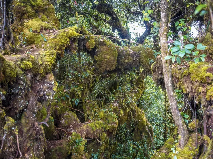 Framed Print : Moss Covered Trees Print, Cameron Highlands, Malaysia Framed Print : Moss Covered Trees Print, Cameron Highlands, Malaysia