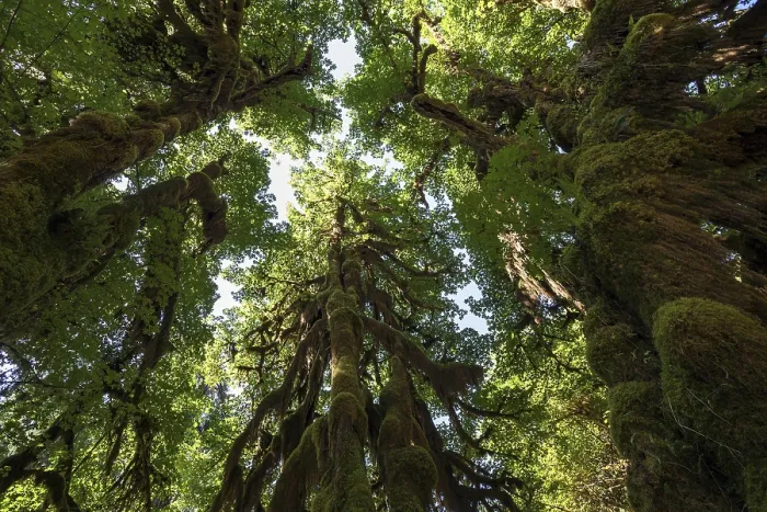 Framed Print : Hoh Rainforest Print: Moss-Draped Trees in Washington Framed Print : Hoh Rainforest Print: Moss-Draped Trees in Washington