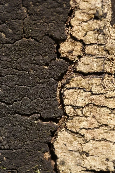Framed Print : Moss and Pattern in Old Tree Bark Print Framed Print : Moss and Pattern in Old Tree Bark Print