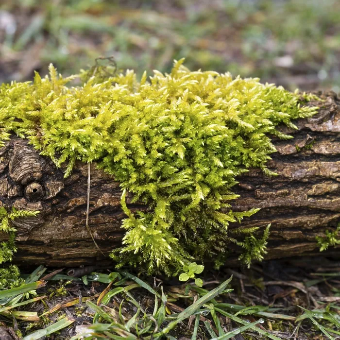 Framed Print : Moss on a Tree Trunk Print, North Rhine-Westphalia, Germany Framed Print : Moss on a Tree Trunk Print, North Rhine-Westphalia, Germany