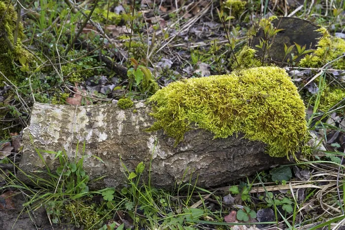 Framed Print : Close-up Print of Moss on a Tree Trunk in Germany Framed Print : Close-up Print of Moss on a Tree Trunk in Germany