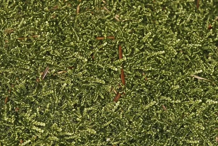 Framed Print : Mosses Print: Close-up of Moss Growth Framed Print : Mosses Print: Close-up of Moss Growth
