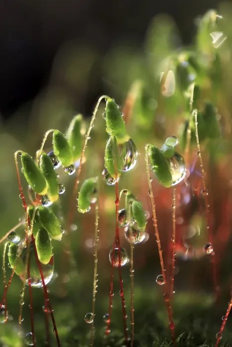 Framed Print : Mosses in the evening after the rain, Germany Print Framed Print : Mosses in the evening after the rain, Germany Print