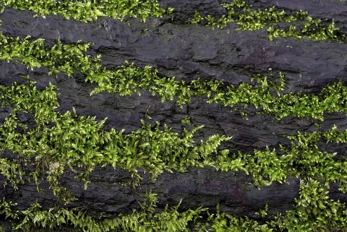 Framed Print : Mosses growing on a tree trunk, Print of Lueerwald, Germany Framed Print : Mosses growing on a tree trunk, Print of Lueerwald, Germany