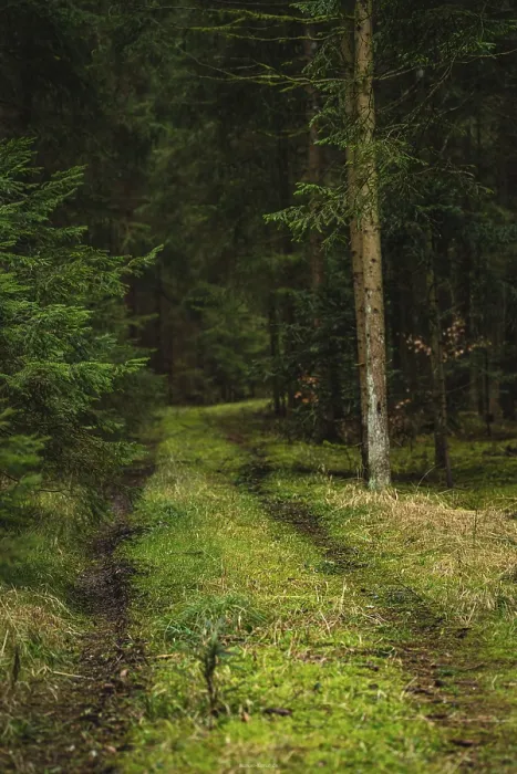 Framed Print : Mossy Path Print in the Black Forest, Germany Framed Print : Mossy Path Print in the Black Forest, Germany