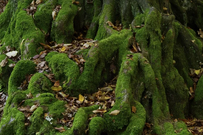 Framed Print : Mossy Roots Print of Subterranean Vegetation