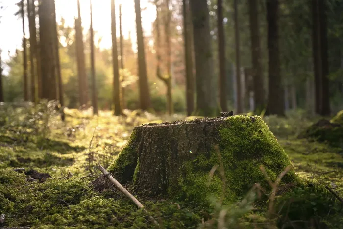 Framed Print : Mossy Tree Stump Print, Black Forest Evening Scene Framed Print : Mossy Tree Stump Print, Black Forest Evening Scene