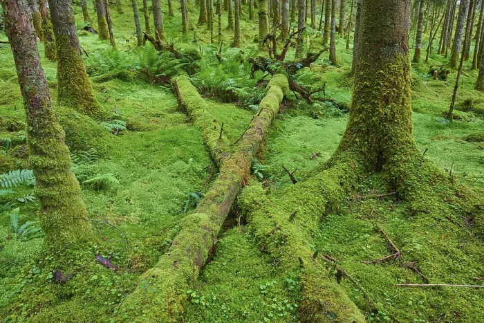 Framed Print : Mossy Tree Trunks Print, Loch Awe Forest, Scotland Framed Print : Mossy Tree Trunks Print, Loch Awe Forest, Scotland
