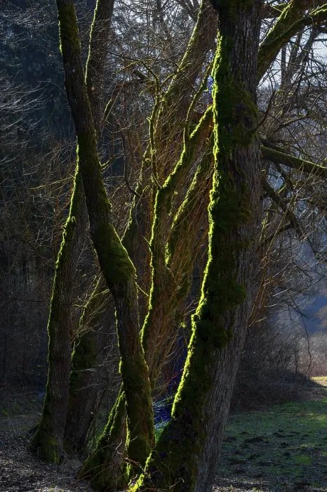 Framed Print : Mossy Trees in Backlight Print, AuseBtal, Germany Framed Print : Mossy Trees in Backlight Print, AuseBtal, Germany