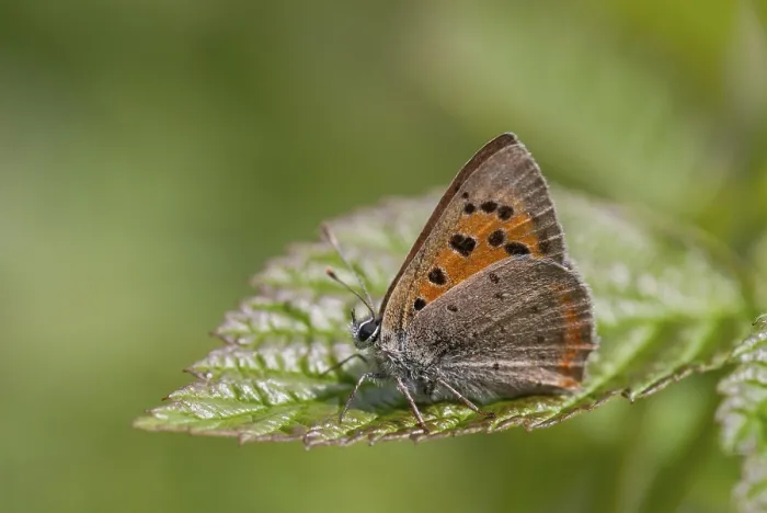 Framed Print : Small Copper Butterfly Print, Lycaena phlaeas