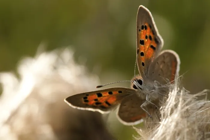 Framed Print : Lycaena phlaeas Print - Small Copper Butterfly Framed Print : Lycaena phlaeas Print - Small Copper Butterfly