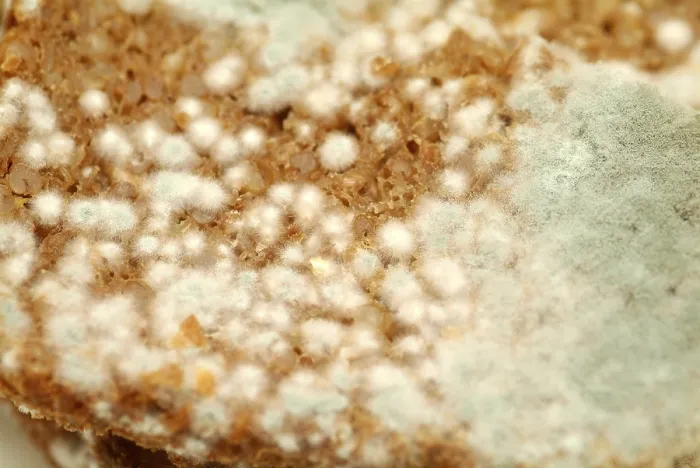Framed Print : Mouldy Bread Print Framed Print : Mouldy Bread Print