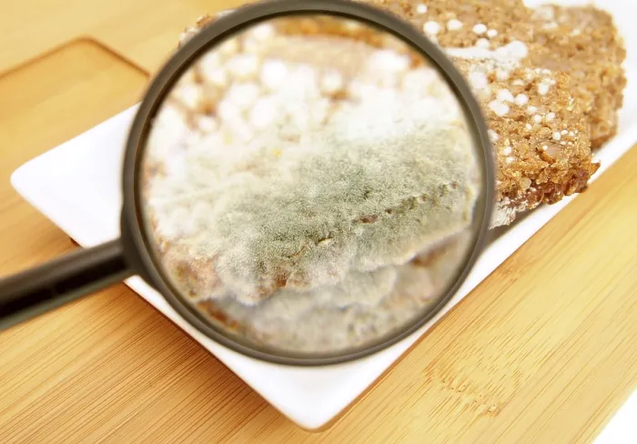 Framed Print : Mouldy Bread Under Magnifying Glass Print Framed Print : Mouldy Bread Under Magnifying Glass Print