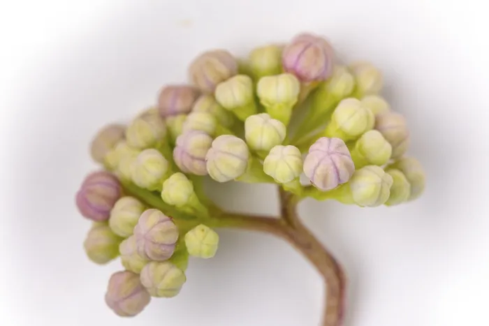 Framed Print : Mountain Hydrangea Print - Macro White Background Framed Print : Mountain Hydrangea Print - Macro White Background