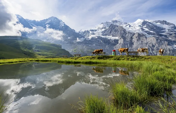 Framed Print : Mountain Panorama Print, Kleine Scheidegg, Switzerland Framed Print : Mountain Panorama Print, Kleine Scheidegg, Switzerland