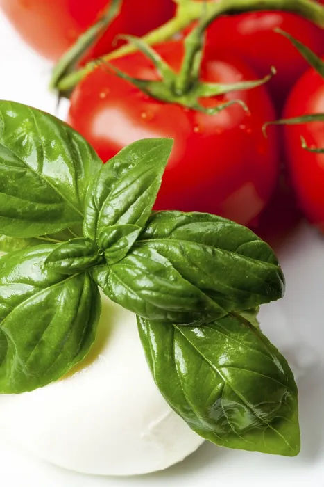 Framed Print : Mozzarella, Basil and Tomatoes Print Framed Print : Mozzarella, Basil and Tomatoes Print