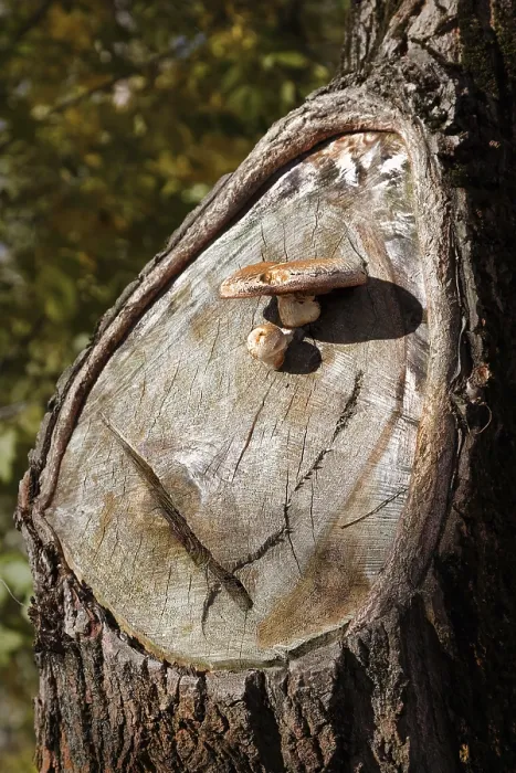Framed Print : Mushroom Print on a Damaged Tree Trunk