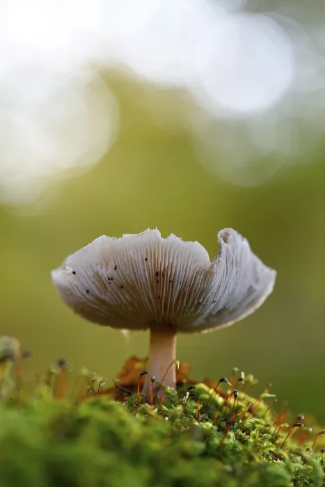 Framed Print : Mushroom in the moss, beech forest print, Germany Framed Print : Mushroom in the moss, beech forest print, Germany