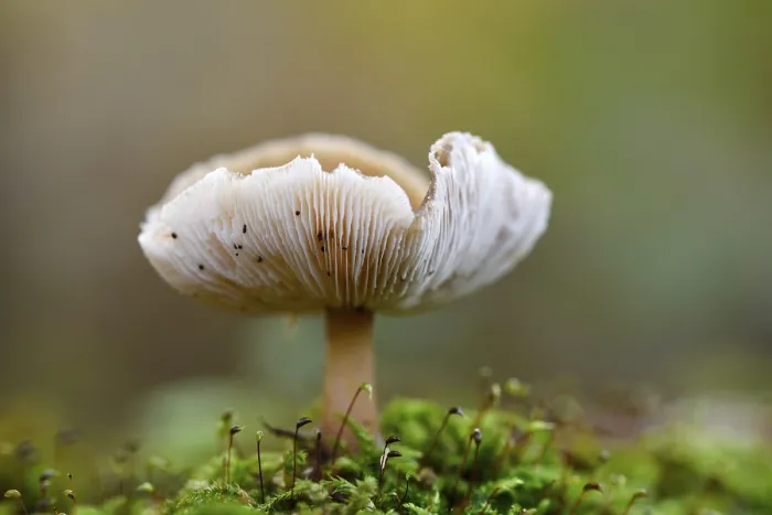 Framed Print : Mushroom in the moss, beech forest Print, Germany Framed Print : Mushroom in the moss, beech forest Print, Germany