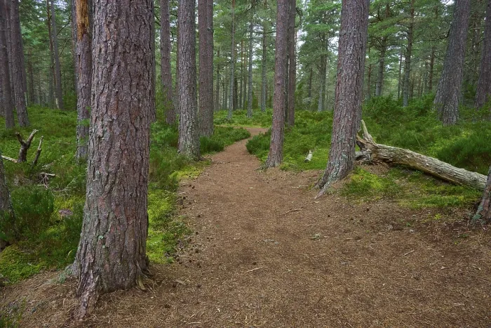 Framed Print : Narrow Path Print: Pine Forest, Loch Garden, Scotland Framed Print : Narrow Path Print: Pine Forest, Loch Garden, Scotland
