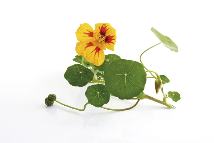 Framed Print : Nasturtium Print by ImageBROKER Framed Print : Nasturtium Print by ImageBROKER