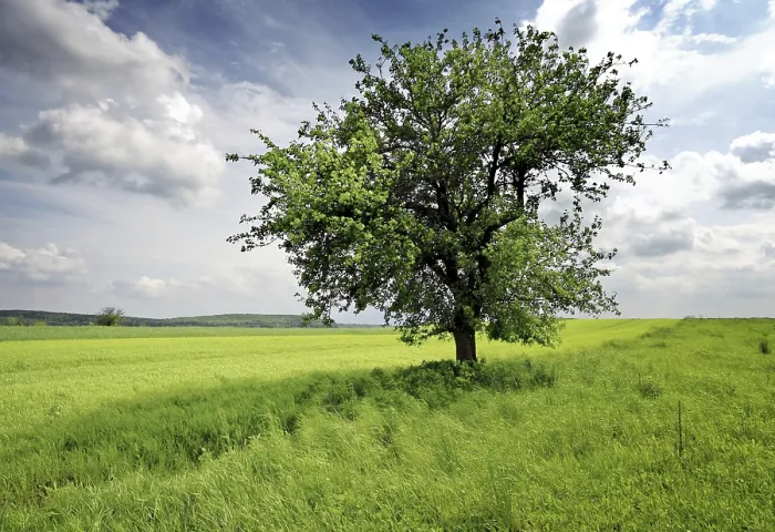 Framed Print : Nature Print - Image of a Tree